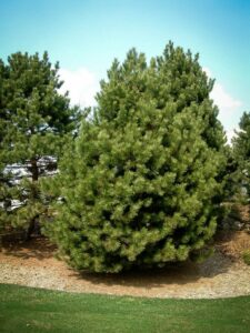 Сосна Чёрная (Pinus Nigra) купить по цене от 270.00р. в интернет-магазине «Посадика» с доставкой почтой в в Палласовкае и по всей России – [изображение №1].