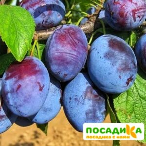 Слива Чачакская ранняя купить по цене от 229.00р. в интернет-магазине «Посадика» с доставкой почтой в в Палласовкае и по всей России – [изображение №1].