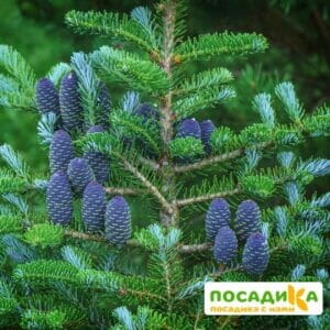 Пихта корейская (Abies koreana) купить по цене от 450.00р. в интернет-магазине «Посадика» с доставкой почтой в в Палласовкае и по всей России – [изображение №1].