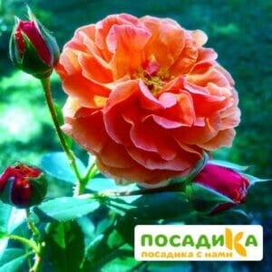 Роза Арабия купить по цене от 350.00р. в интернет-магазине «Посадика» с доставкой почтой в в Палласовкае и по всей России – [изображение №1].