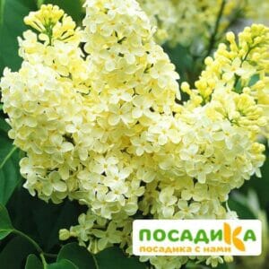 Сирень Примроуз (Primrose) купить по цене от 529.00р. в интернет-магазине «Посадика» с доставкой почтой в в Палласовкае и по всей России – [изображение №1].