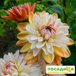 Георгина Коуп де Солейл (декоративная) купить по цене от 400р. в интернет-магазине «Посадика» с доставкой почтой в в Палласовкае и по всей России – [изображение №1].