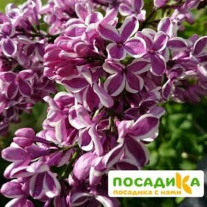 Сирень Сенсация купить по цене от 529.00р. в интернет-магазине «Посадика» с доставкой почтой в в Палласовкае и по всей России – [изображение №1].