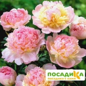 Пион Распберри Сандей (Paeonia Raspberry Sundae) купить по цене от 959р. в интернет-магазине «Посадика» с доставкой почтой в в Палласовкае и по всей России – [изображение №1].