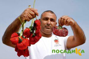 Клубника Гигант Джорнея купить по цене от 266р. в интернет-магазине «Посадика» с доставкой почтой в в Палласовкае и по всей России – [изображение №1].