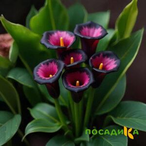 Калла Аура Лейс купить по цене от 400р. в интернет-магазине «Посадика» с доставкой почтой в в Палласовкае и по всей России – [изображение №1].