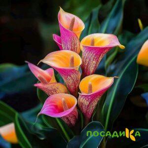Калла Оникс купить по цене от 450р. в интернет-магазине «Посадика» с доставкой почтой в в Палласовкае и по всей России – [изображение №1].