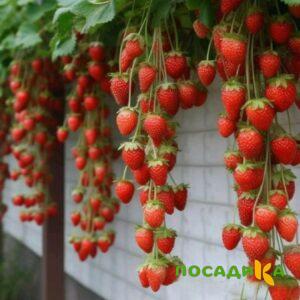 Клубника вьющаяся Комплимент купить по цене от 470р. в интернет-магазине «Посадика» с доставкой почтой в в Палласовкае и по всей России – [изображение №1].