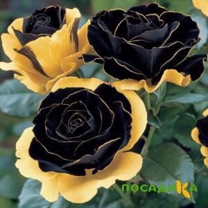 Роза Ханни Сикл купить по цене от 700р. в интернет-магазине «Посадика» с доставкой почтой в в Палласовкае и по всей России – [изображение №1].