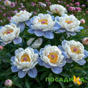 Пион акварельный Этюд купить по цене от 806р. в интернет-магазине «Посадика» с доставкой почтой в в Палласовкае и по всей России – [изображение №1].