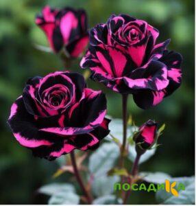 Роза Багровый Шепот купить по цене от 366р. в интернет-магазине «Посадика» с доставкой почтой в в Палласовкае и по всей России – [изображение №1].