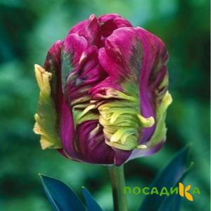 Тюльпан Экзотик Хэвен купить по цене от 186р. в интернет-магазине «Посадика» с доставкой почтой в в Палласовкае и по всей России – [изображение №1].