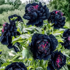 Пион древовидный Сердце Афродиты купить по цене от 600р. в интернет-магазине «Посадика» с доставкой почтой в в Палласовкае и по всей России – [изображение №1].