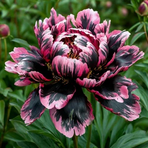 Пион Дроп Руби купить по цене от 469р. в интернет-магазине «Посадика» с доставкой почтой в в Палласовкае и по всей России – [изображение №1].